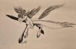 Size: 3144x2019 | Tagged: safe, artist:cahandariella, rainbow dash, pegasus, pony, g4, flying, high res, ink drawing, inktober, monochrome, solo, spread wings, traditional art, wings