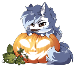 Size: 1500x1337 | Tagged: safe, alternate character, alternate version, artist:arctic-fox, part of a set, oc, oc only, oc:ash wing, earth pony, pony, commission, knife, mouth hold, pumpkin, simple background, solo, transparent background, ych result