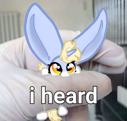 Size: 540x516 | Tagged: safe, artist:nootaz, oc, oc only, oc:nootaz, human, pony, unicorn, big ears, cute, female, holding a pony, impossibly large ears, in goliath's palm, mare, ocbetes, ponified animal photo, ponified image, reference in the comments, size difference, text