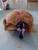 Size: 3120x4160 | Tagged: safe, twilight sparkle, alicorn, pony, g4, eating, food, high res, implied stuffing, irl, joke, meat, photo, ponies eating meat, that pony sure does love burgers, tiny, tiny ponies, toy, twilight burgkle, twilight sparkle (alicorn)