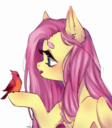 Size: 1889x2160 | Tagged: safe, artist:ruru_01, fluttershy, bird, pegasus, pony, g4, beanbrows, bust, chest fluff, cute, ear fluff, eyebrows, female, folded wings, high res, looking at someone, mare, open mouth, profile, raised hoof, simple background, solo, white background, wings