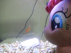 Size: 3648x2736 | Tagged: safe, pinkie pie, earth pony, fish, pony, g4, animal, female, fish tank, glass, high res, irl, light, looking at something, mare, pet, photo, pinkie pie plushie, plushie, pony plushie, rock, smiling, water, wires