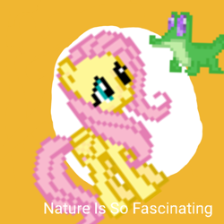 Size: 1024x1024 | Tagged: safe, fluttershy, gummy, pegasus, pony, derpibooru, g4, meme, meta, nature is so fascinating, pet, pixel art, spoilered image joke