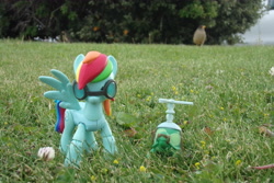 Size: 4608x3072 | Tagged: safe, artist:dingopatagonico, rainbow dash, tank, pony, g4, irl, photo, toy