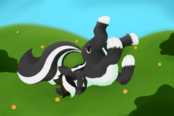 Size: 4050x2700 | Tagged: safe, artist:axiscloud, oc, oc only, oc:zenawa skunkpony, hybrid, pony, skunk, skunk pony, countershading, eating, flower, grass, grass field, happy, hay, herbivore, high res, horses doing horse things, lying down, male, on back, outdoors, pale belly, paws, raised tail, relaxed, relaxed face, rolling, smiling, solo, stallion, straw in mouth, sun, tail, upside down