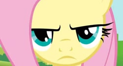 Size: 20000x10863 | Tagged: safe, screencap, fluttershy, g4, putting your hoof down, season 2, absurd resolution, angry, close-up, fluttershy is not amused, frown, needs more jpeg, solo, unamused, upscaled, zoomed in