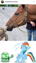Size: 857x1481 | Tagged: safe, artist:sersys, rainbow dash, tank, horse, human, pegasus, pony, tortoise, g4, female, gross, irl, irl horse, irl human, irl tortoise, mare, nose hair, ouch, pain, photo