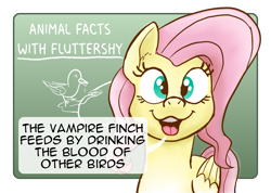 Size: 2499x1776 | Tagged: safe, artist:doodledonutart, fluttershy, bird, pegasus, pony, g4, chalkboard, dialogue, fact, female, looking at you, mare, nature is so fascinating, open mouth, open smile, smiling, solo, speech bubble, vampire finch
