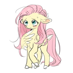 Size: 640x640 | Tagged: safe, artist:racoonman, fluttershy, pegasus, pony, g4, blushing, chest fluff, colored hooves, colored wings, colored wingtips, cute, ear fluff, female, floppy ears, mare, nervous, raised hoof, shy, shyabetes, simple background, sketch, solo, standing, teary eyes, three quarter view, unshorn fetlocks, white background, wing hands, wings