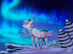 Size: 3000x2249 | Tagged: safe, artist:vinicius040598, oc, oc:snow pup, pegasus, pony, aurora borealis, clothes, collar, detailed background, ear fluff, female, folded wings, high res, looking up, mare, pet tag, scarf, snow, solo, standing, stars, tree, unshorn fetlocks, wind, windswept mane, wings, winter
