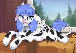 Size: 3507x2481 | Tagged: safe, artist:arctic-fox, oc, oc only, oc:snow pup, cow, cow pony, pegasus, pony, barn, cloven hooves, collar, cowified, female, floppy ears, hay bale, high res, hooves, horns, lying down, mare, pegacow, pet tag, solo, species swap, wings