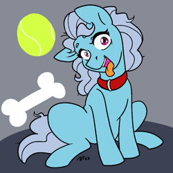 Size: 1000x1000 | Tagged: safe, artist:/d/non, screw loose, earth pony, pony, g4, ball, behaving like a dog, bone, collar, februpony, female, gray background, grey hair, mare, open mouth, simple background, sitting, tennis ball, tongue out, wide eyes