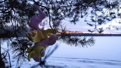 Size: 1280x720 | Tagged: safe, artist:mgrdash, fluttershy, bat pony, g4, bat ponified, flutterbat, irl, photo, plushie, race swap, snow, solo, tree, winter