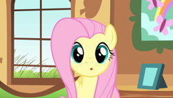Size: 1920x1080 | Tagged: safe, screencap, fluttershy, pegasus, pony, a bird in the hoof, g4, season 1, :o, couch, cute, female, fluttershy's cottage, grass, looking at you, mare, open mouth, picture frame, shyabetes, solo, weapons-grade cute, window