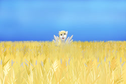 Size: 1280x854 | Tagged: safe, artist:addelum, derpy hooves, pegasus, pony, g4, field, food, happy, smiling, solo, spread wings, wheat, wings