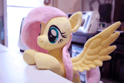 Size: 800x533 | Tagged: safe, artist:nekokevin, fluttershy, pegasus, pony, animated, cute, daaaaaaaaaaaw, female, gif, hnnng, irl, mare, nekokevin is trying to murder us, photo, plushie, reaching, shyabetes, smiling, solo, spread wings, stop motion, weapons-grade cute, wings
