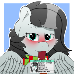 Size: 2000x2000 | Tagged: safe, artist:h3nger, oc, oc:sky scamper, pegasus, pony, blushing, high res, horny on main, id card, license, male, solo