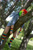 Size: 1333x2000 | Tagged: safe, artist:shadeila, rainbow dash, human, g4, 2015, clothes, cosplay, costume, irl, irl human, multicolored hair, open mouth, photo, rainbow hair, rainbow socks, sleeping, socks, solo, striped socks, tree