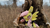 Size: 1280x720 | Tagged: safe, artist:mgrdash, fluttershy, bat pony, pony, g4, bat ponified, flutterbat, irl, outdoors, photo, plushie, race swap, solo, tree