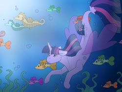 Size: 512x384 | Tagged: safe, artist:unknownfilters, twilight sparkle, alicorn, fish, pony, sea pony, seapony (g4), blue background, bubble, clothes, crepuscular rays, dorsal fin, female, fin wings, fins, fish tail, flowing mane, flowing tail, horn, mare, ocean, purple eyes, seaponified, seapony twilight, seaquestria, seaweed, see-through, simple background, solo, species swap, sunlight, swimming, tail, twilight sparkle (alicorn), underwater, water, wings