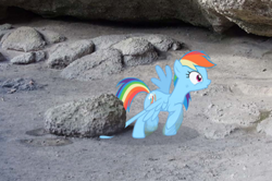 Size: 488x324 | Tagged: safe, artist:didgereethebrony, rainbow dash, pegasus, pony, g4, may the best pet win, cropped, female, irl, mare, photo, ponies in real life, rock, stuck