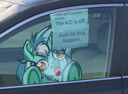 Size: 636x467 | Tagged: safe, artist:witchtaunter, lyra heartstrings, pony, unicorn, g4, abuse, adorable face, bronybait, car, chest fluff, cute, dark comedy, derp, ear fluff, female, funny, irl, l.u.l.s., licking, lyrabuse, mare, meme, photo, ponies in real life, ponified, ponified animal photo, ponified meme, schadenfreude, solo, tongue out, why, window licking