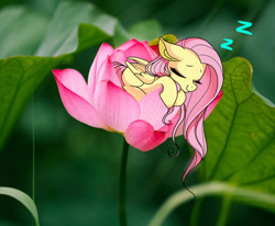 Size: 1170x964 | Tagged: safe, alternate version, artist:dawnflame, fluttershy, pony, g4, cute, irl, photo, ponies in real life, shyabetes, sleeping, tiny, tiny ponies, waterlily