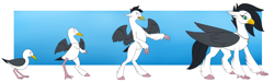 Size: 3000x900 | Tagged: safe, artist:tomek1000, oc, oc only, bird, hippogriff, seagull, blushing, jewelry, necklace, passepartout, pearl necklace, rearing, shocked, shocked expression, transformation, transformation sequence