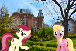 Size: 2100x1400 | Tagged: safe, artist:dashiesparkle edit, artist:flutterguy317, artist:mlplover94, edit, lily, lily valley, roseluck, earth pony, pony, g4, duo, female, flower, flower in hair, garden, irl, kentucky, lexington, lily (flower), looking at you, mare, photo, ponies in real life, raised hoof, smiling, smiling at you, tail, two toned mane, two toned tail