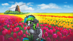 Size: 3840x2160 | Tagged: safe, artist:confetticakez, oc, oc only, alicorn, pony, alicorn oc, field, flower, flower field, high res, horn, netherlands, scenery, solo, tulip, windmill, wings