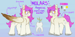 Size: 1600x800 | Tagged: safe, artist:molars, oc, oc only, oc:molars, pegasus, pony, back freckles, cheek fluff, chest fluff, doodle, ear fluff, female, freckles, large wings, pink, ponysona, reference sheet, solo, unshorn fetlocks, wings