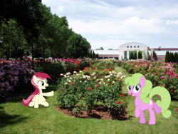 Size: 2560x1920 | Tagged: safe, artist:bluemeganium, artist:dashiesparkle, artist:mlplover94, daisy, flower wishes, roseluck, earth pony, pony, boise, duo, female, flower, garden, high res, idaho, irl, looking at you, mare, museum, open mouth, photo, ponies in real life, smiling