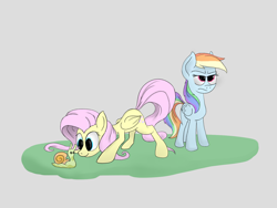 Size: 1280x960 | Tagged: safe, artist:kalivian, fluttershy, rainbow dash, pegasus, pony, snail, g4, atg 2022, crouching, duo, female, folded wings, frown, gray background, looking at something, looking down, mare, newbie artist training grounds, rainbow dash is not amused, simple background, smiling, standing, unamused, varying degrees of amusement, wings