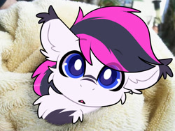 Size: 1440x1080 | Tagged: safe, artist:goyini01, oc, oc only, oc:lance, bat pony, pony, blanket, chest fluff, irl, multicolored hair, photo, pink hair, ponies in real life, real life background, solo