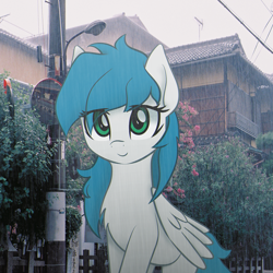 Size: 1230x1230 | Tagged: safe, artist:ramprover, artist:zylgchs, edit, oc, oc only, oc:cynosura, pegasus, pony, female, irl, japan, looking at you, mare, pegasus oc, photo, ponies in real life, rain, smiling, solo