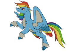 Size: 1280x913 | Tagged: safe, artist:mpregnaruto, rainbow dash, pegasus, pony, g4, coat markings, colored wings, multicolored wings, pale belly, rainbow feathers, redesign, simple background, socks (coat markings), solo, white background, wings