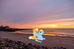 Size: 2048x1365 | Tagged: safe, artist:daydreamsyndrom, artist:mlplover94, applejack, rainbow dash, earth pony, pegasus, pony, g4, beach, female, floppy ears, hampton, irl, lesbian, lidded eyes, mare, new hampshire, photo, ponies in real life, pouting, pouty lips, ship:appledash, shipping, sitting, spread wings, wings