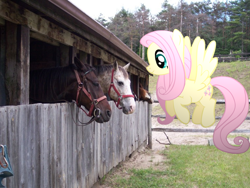 Size: 762x572 | Tagged: safe, artist:pangbot, fluttershy, horse, pegasus, pony, g4, 2011, female, horse-pony interaction, irl, irl horse, mare, photo, ponies in real life