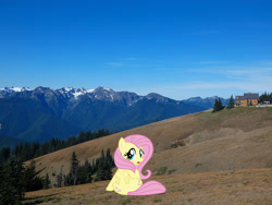 Size: 4896x3672 | Tagged: safe, artist:mlplover94, artist:slb94, fluttershy, pegasus, pony, absurd resolution, blushing, butt, cute, female, flutterbutt, irl, looking at you, mare, mountain, open mouth, photo, ponies in real life, seattle, shyabetes, solo, washington