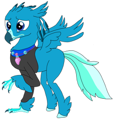 Size: 1740x1869 | Tagged: safe, artist:jack-varus, oc, oc only, oc:ocean squall, classical hippogriff, hippogriff, clothes, male, nervous, simple background, transparent background