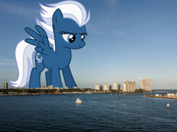 Size: 2343x1757 | Tagged: safe, artist:thegiantponyfan, night glider, pegasus, pony, g4, female, florida, fort lauderdale, giant pegasus, giant pony, giantess, high res, highrise ponies, irl, macro, mare, mega giant, photo, ponies in real life, smiling, solo, spread wings, wings