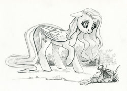 Size: 1200x858 | Tagged: safe, artist:maytee, fluttershy, beetle, insect, pegasus, pony, g4, floppy ears, grayscale, looking at something, monochrome, pencil drawing, raised hoof, solo, traditional art