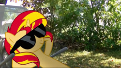 Size: 750x419 | Tagged: safe, artist:bastbrushie, sunset shimmer, pony, unicorn, g4, backyard, outdoors, real life background, relaxing, solo, sunglasses