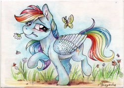 Size: 2048x1454 | Tagged: safe, artist:dearmary, rainbow dash, butterfly, pegasus, pony, g4, 2014, flower, mouth hold, smiling, solo, traditional art