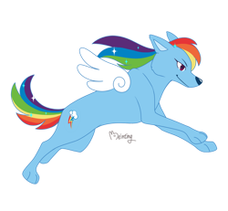 Size: 930x859 | Tagged: safe, artist:beinting, rainbow dash, dog, g4, dogified, female, rainbow dog, signature, simple background, solo, species swap, transparent background, winged dog, wings