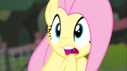 Size: 1366x768 | Tagged: safe, screencap, fluttershy, pegasus, pony, filli vanilli, g4, season 4, blurry background, cute, open mouth, reaction image, scared, shyabetes, solo