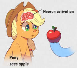 Size: 900x801 | Tagged: safe, artist:talimingi, applejack, rainbow dash, earth pony, pegasus, pony, g4, apple, brain, female, food, hoof hold, looking at something, mare, meme, neuron activation, organs, ponified meme, solo focus, that pony sure does love apples