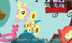 Size: 500x300 | Tagged: safe, edit, edited screencap, screencap, fluttershy, crab pony, g4, animated, caption, female, golden oaks library, image macro, meme, not salmon, smelling, species swap, text, wat, what has science done
