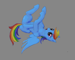 Size: 1701x1360 | Tagged: safe, artist:rapt, rainbow dash, pegasus, pony, g4, gray background, lying down, on back, open mouth, simple background, solo, spread wings, wings