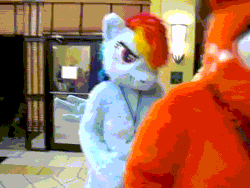Size: 640x480 | Tagged: safe, artist:spainfischer, applejack, rainbow dash, earth pony, human, pegasus, pony, anthro, g4, 2011, animated, bouncing, convention, flapping wings, fursuit, gif, hoof over mouth, irl, irl human, jumping, lanyard, megaplex, photo, ponysuit, smiling, smirk, solo, spinning, spread wings, wings